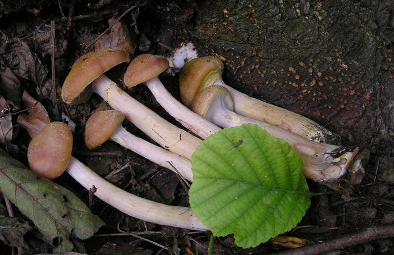 Un fosso......e una marea di funghi.(parte 3)